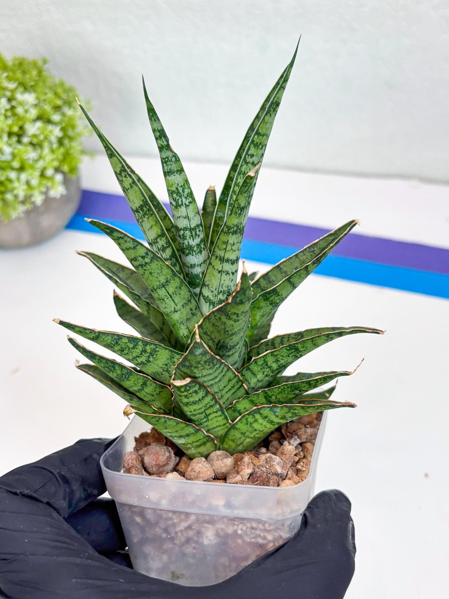 Sansevieria Sweet Celery (Ha31) (y) | Imported Plants