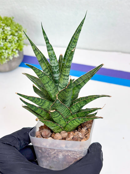 Sansevieria Sweet Celery (Ha31) (y) | Imported Plants
