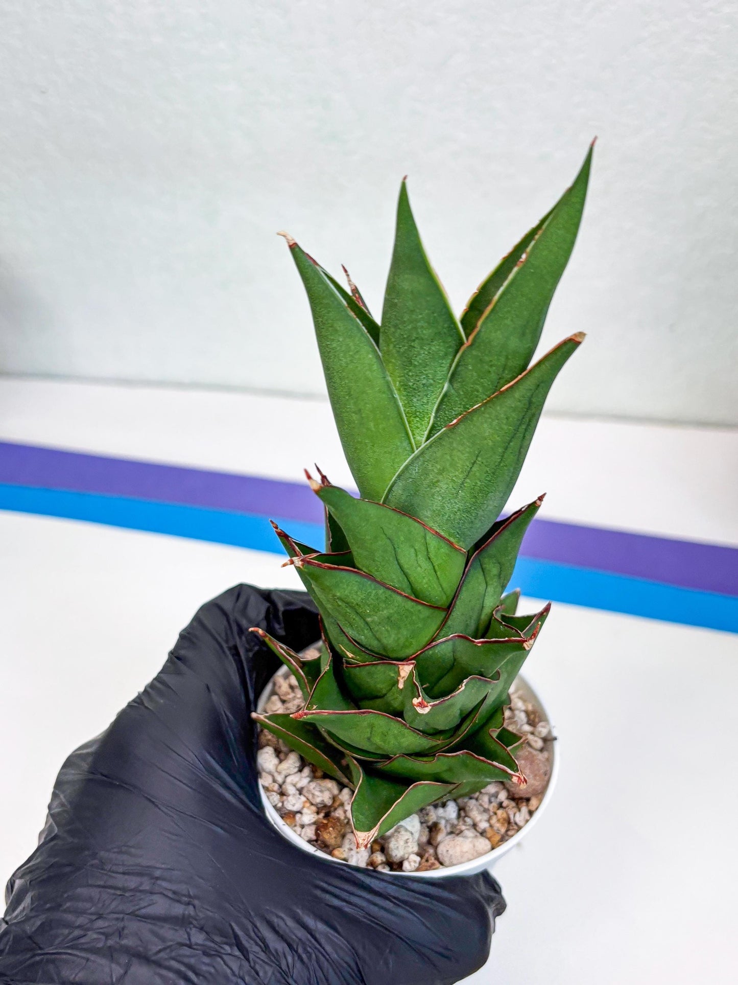 Sansevieria Armanu (#H33) | Imported Hybrid Snake Plants