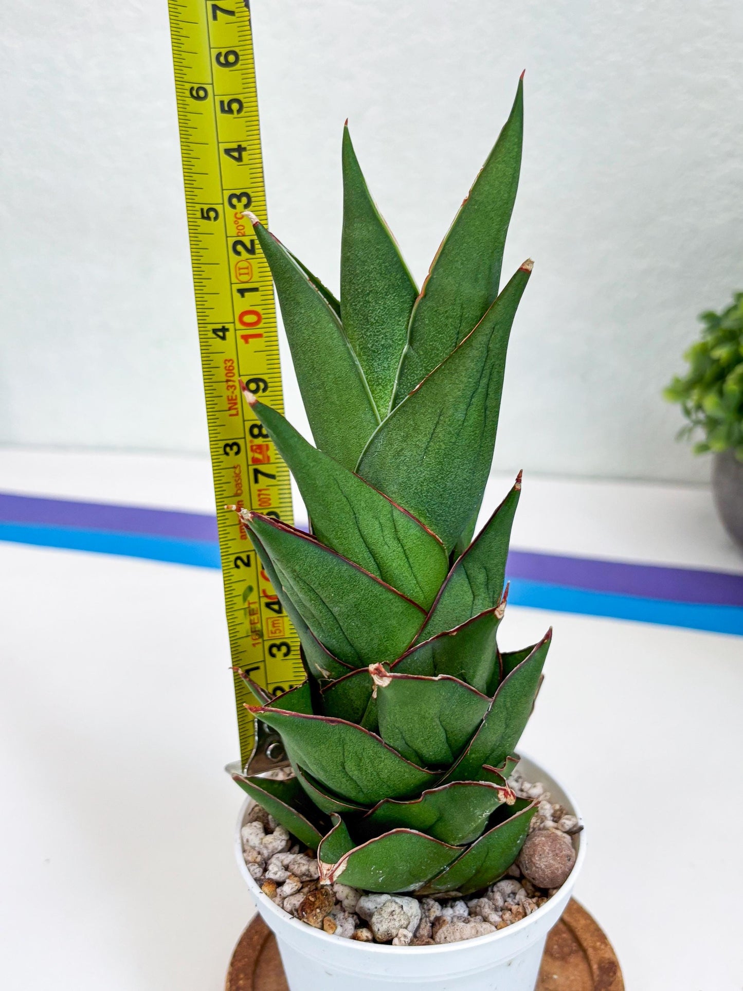 Sansevieria Armanu (#H33) | Imported Hybrid Snake Plants