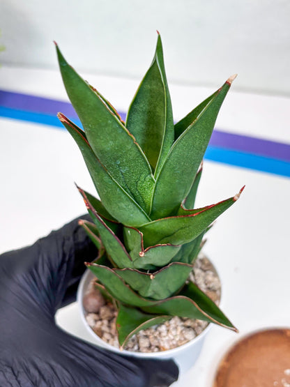 Sansevieria Armanu (#H33) | Imported Hybrid Snake Plants
