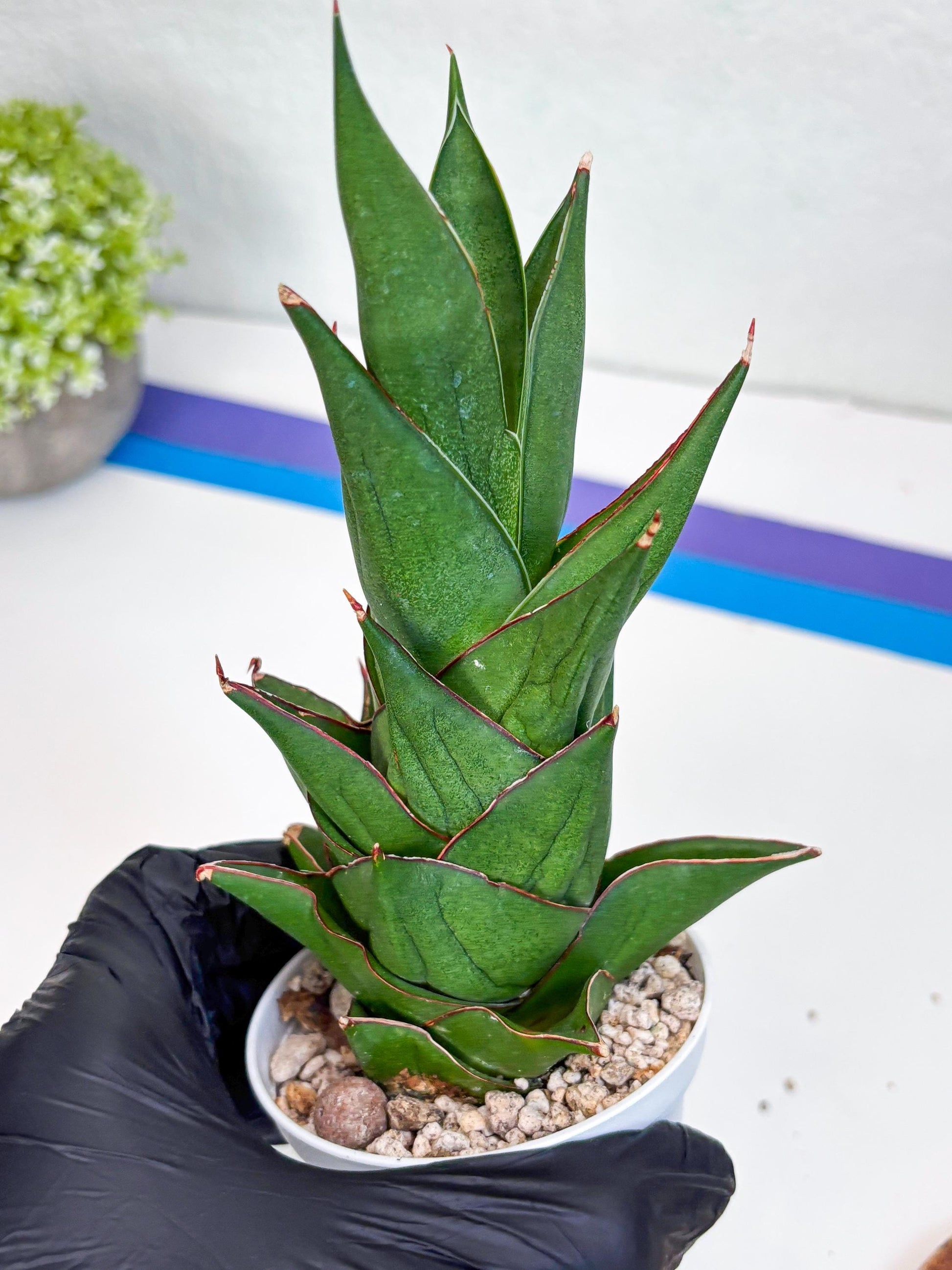 Sansevieria Armanu (#H33) | Imported Hybrid Snake Plants