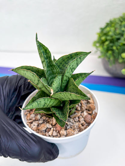 Sansevieria Bidadari (#H34) | Imported Hybrids