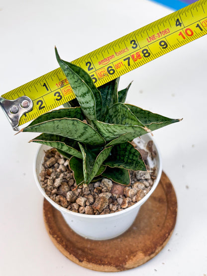 Sansevieria Bidadari (#H34) | Imported Hybrids