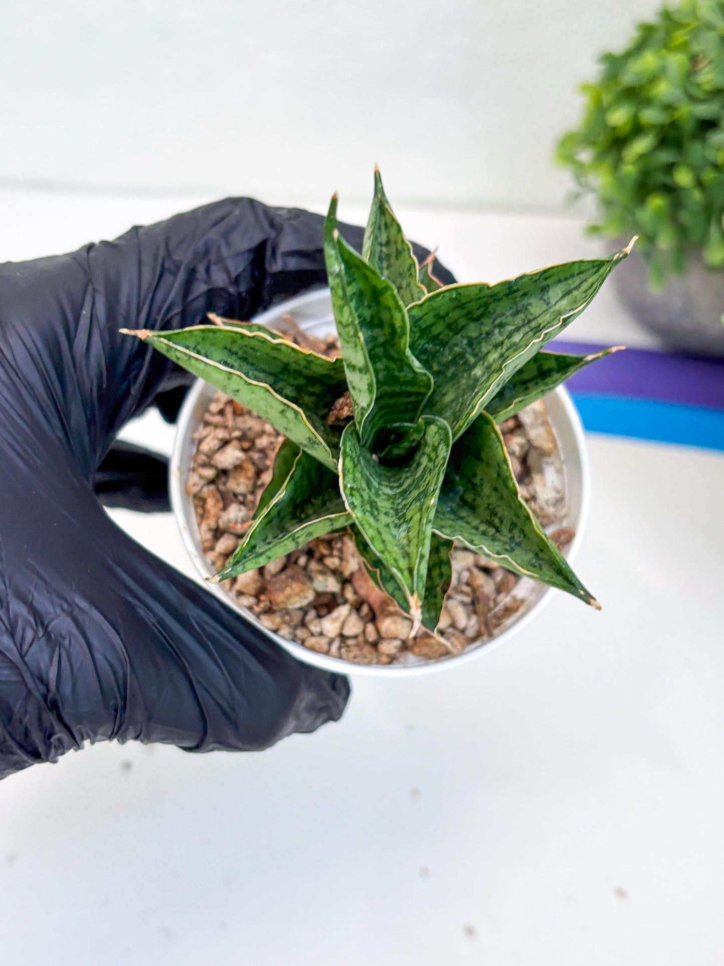 Sansevieria Bidadari (#H34) | Imported Hybrids