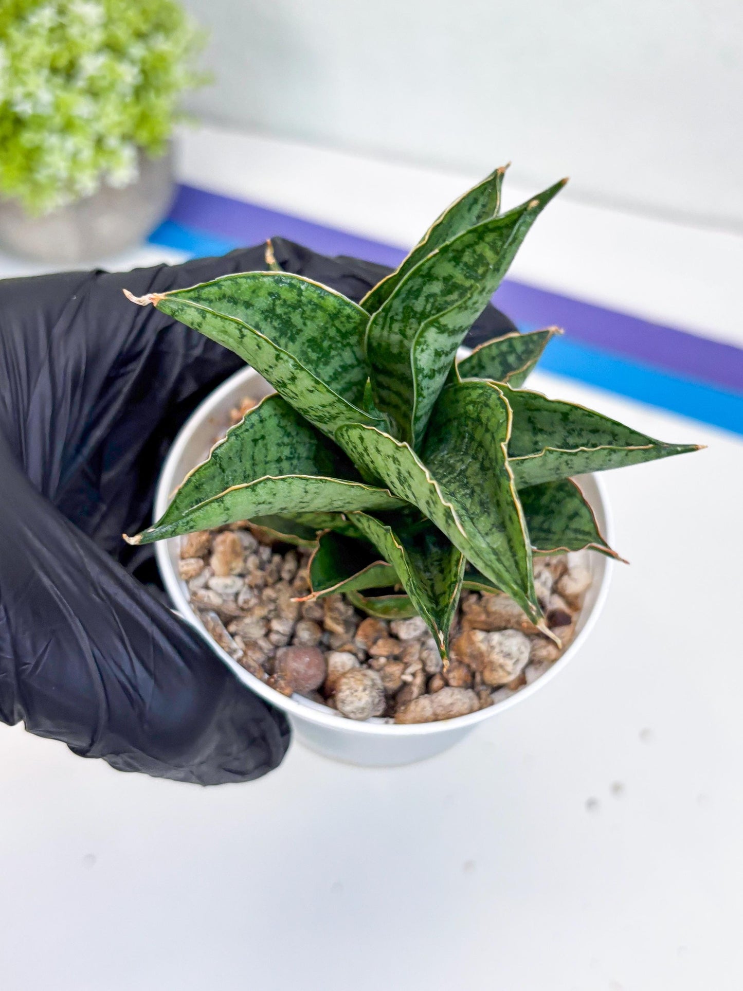 Sansevieria Bidadari (#H34) | Imported Hybrids