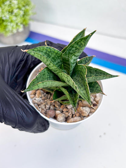 Sansevieria Bidadari (#H34) | Imported Hybrids