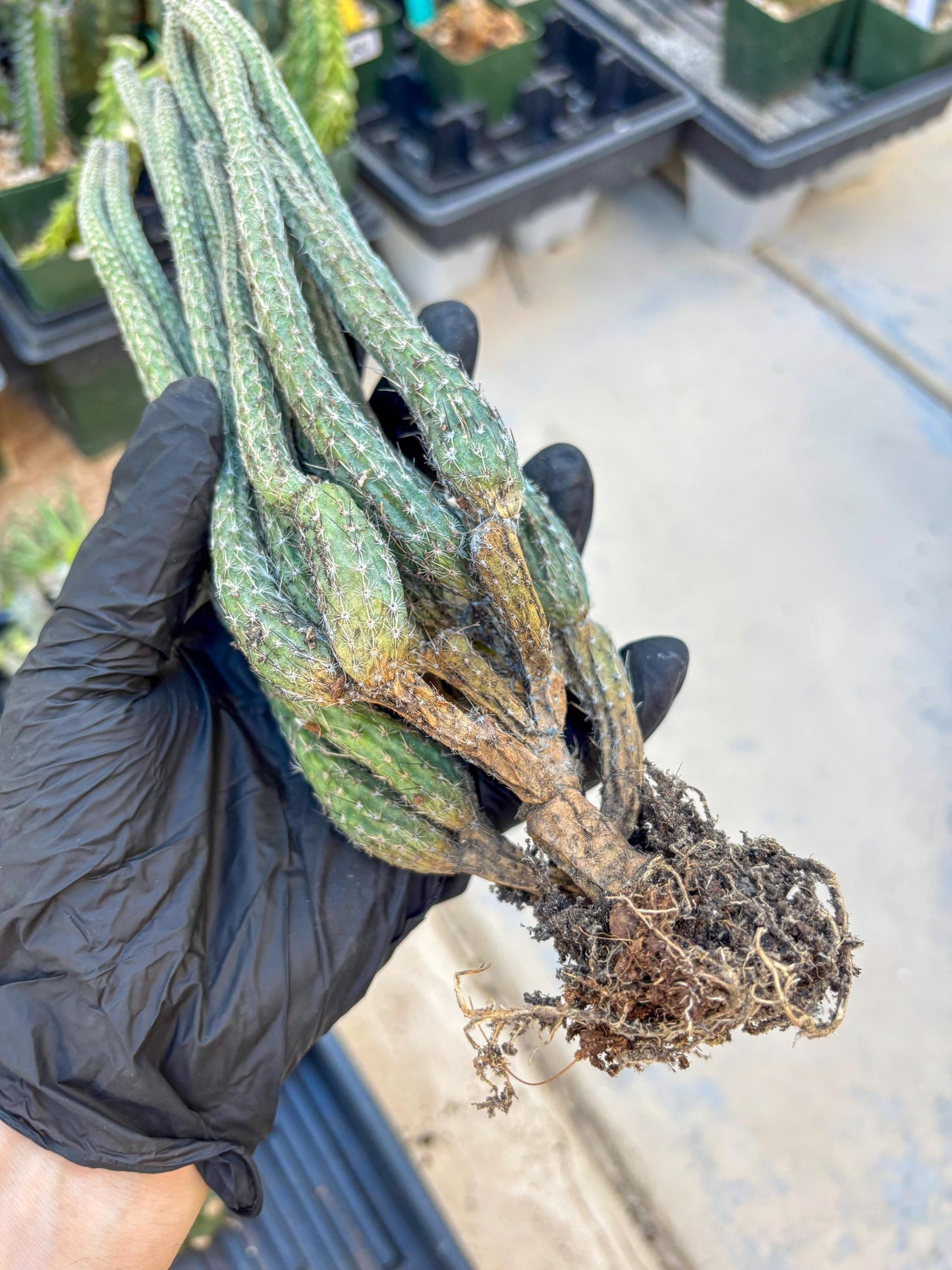 Dahlia Cactus - Wilcoxia poselgeri (#3) | Imported Cactus