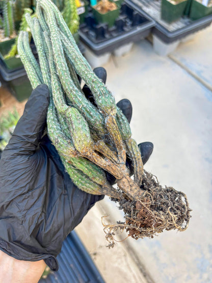 Dahlia Cactus - Wilcoxia poselgeri (#3) | Imported Cactus