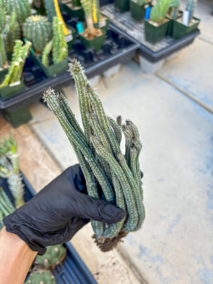 Dahlia Cactus - Wilcoxia poselgeri (#3) | Imported Cactus