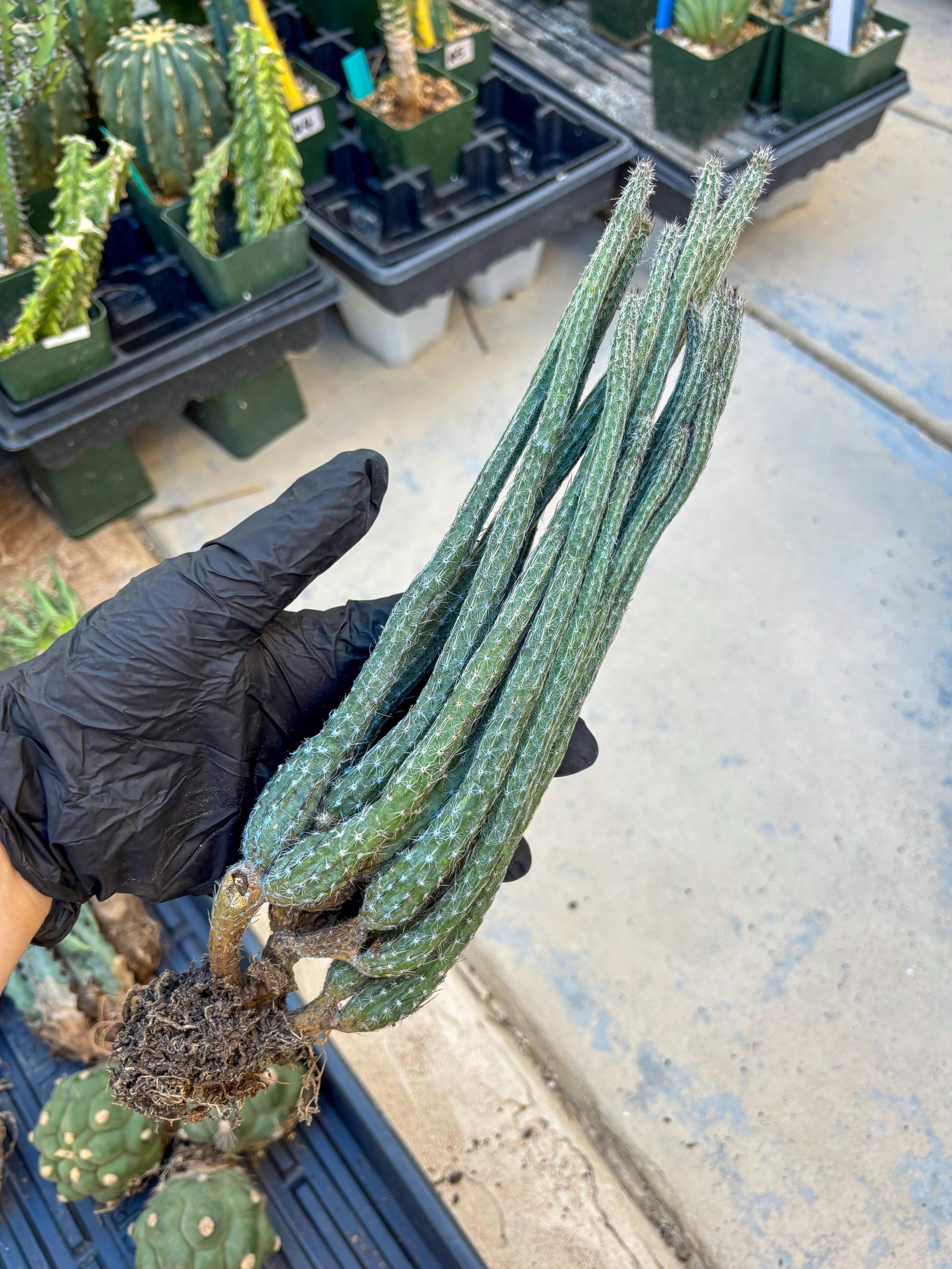 Dahlia Cactus - Wilcoxia poselgeri (#3) | Imported Cactus