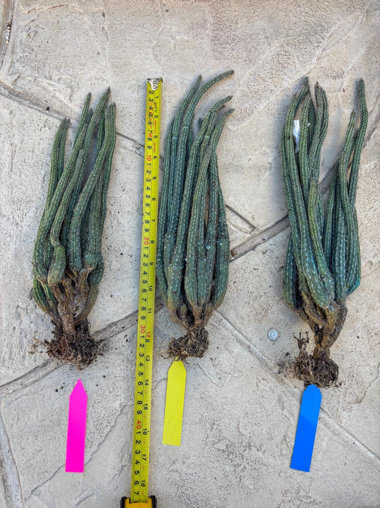 Dahlia Cactus - Wilcoxia poselgeri (#3) | Imported Cactus