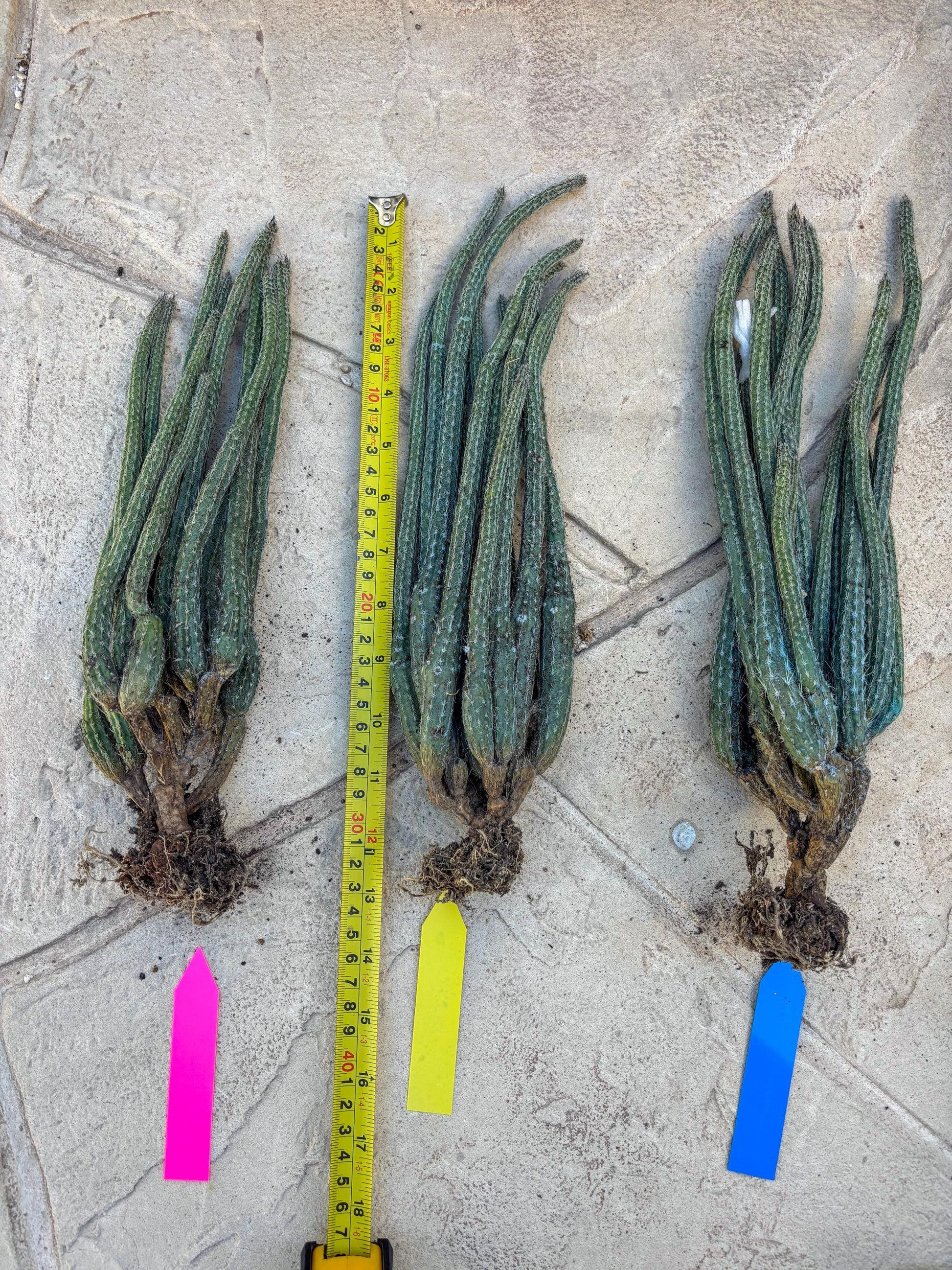 Dahlia Cactus - Wilcoxia poselgeri (#3) | Imported Cactus