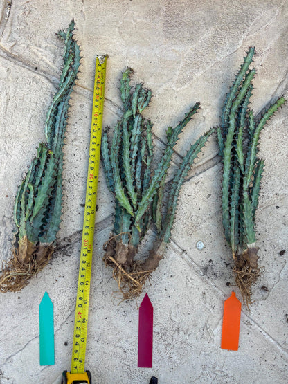 euphorbia greenwayi Cluster (#2) | Imported Cactus