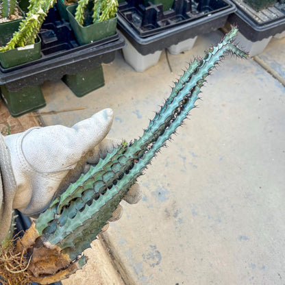 euphorbia greenwayi Cluster (#2) | Imported Cactus