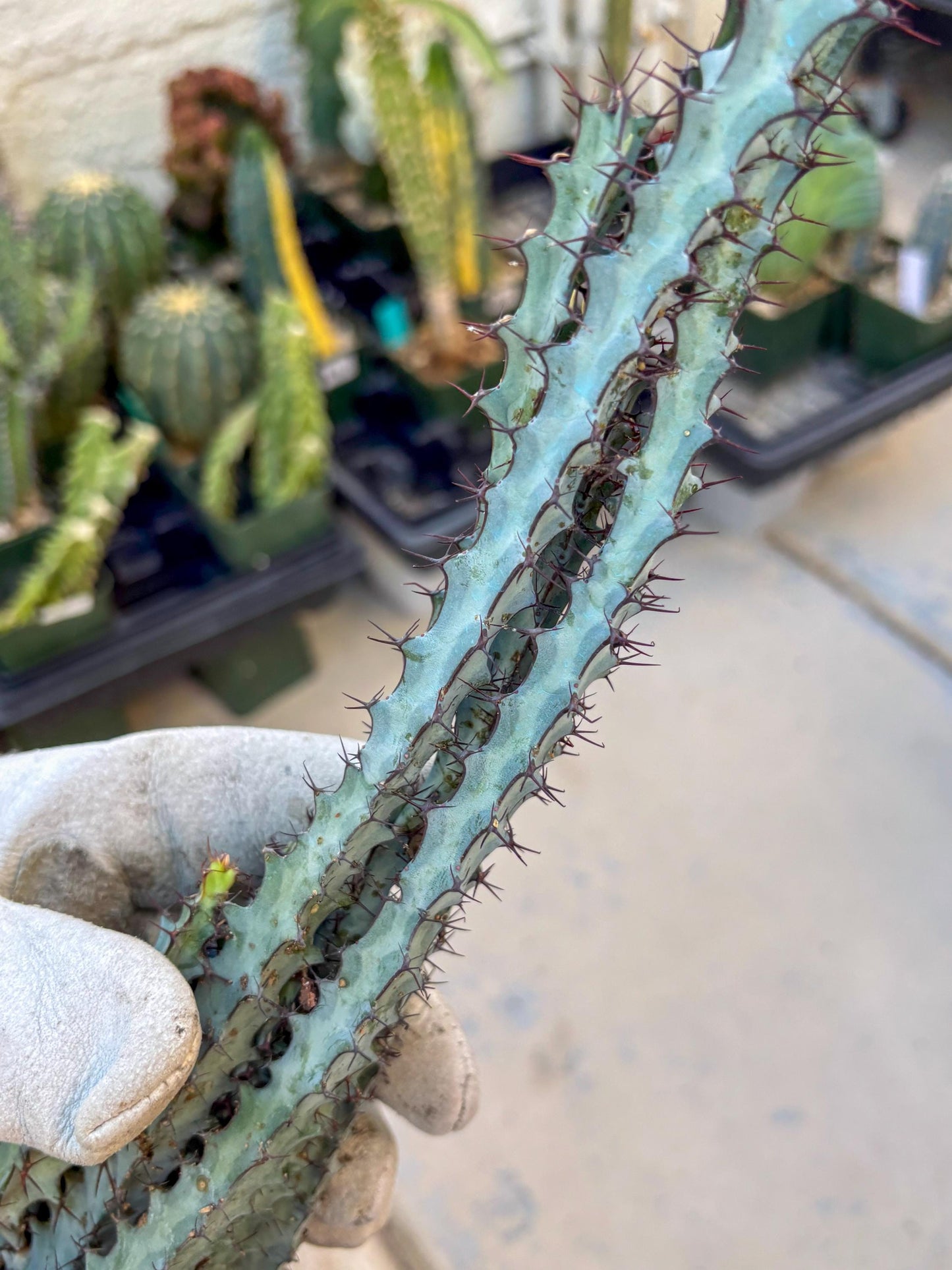 euphorbia greenwayi Cluster (#2) | Imported Cactus