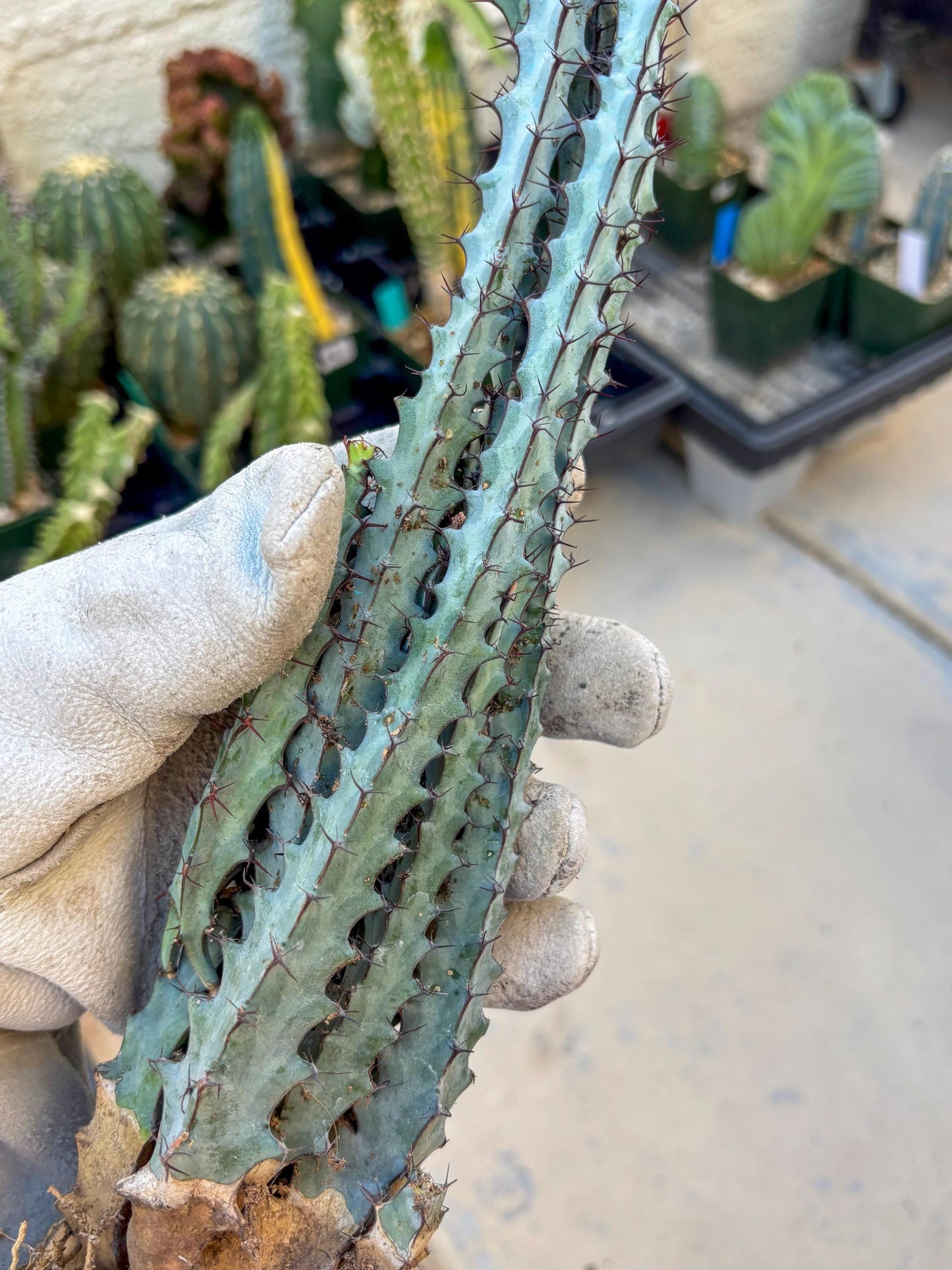 euphorbia greenwayi Cluster (#2) | Imported Cactus