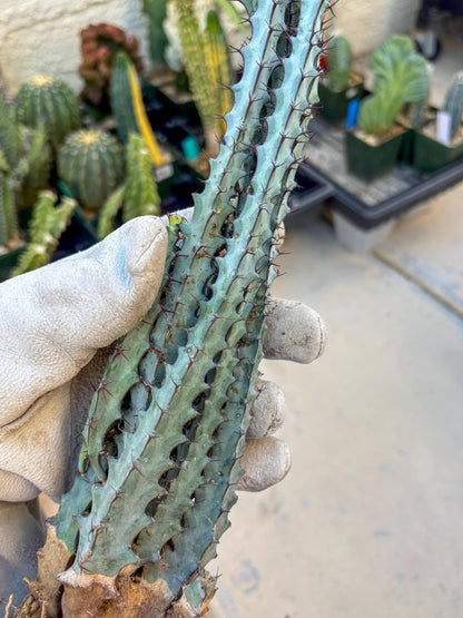 euphorbia greenwayi Cluster (#2) | Imported Cactus