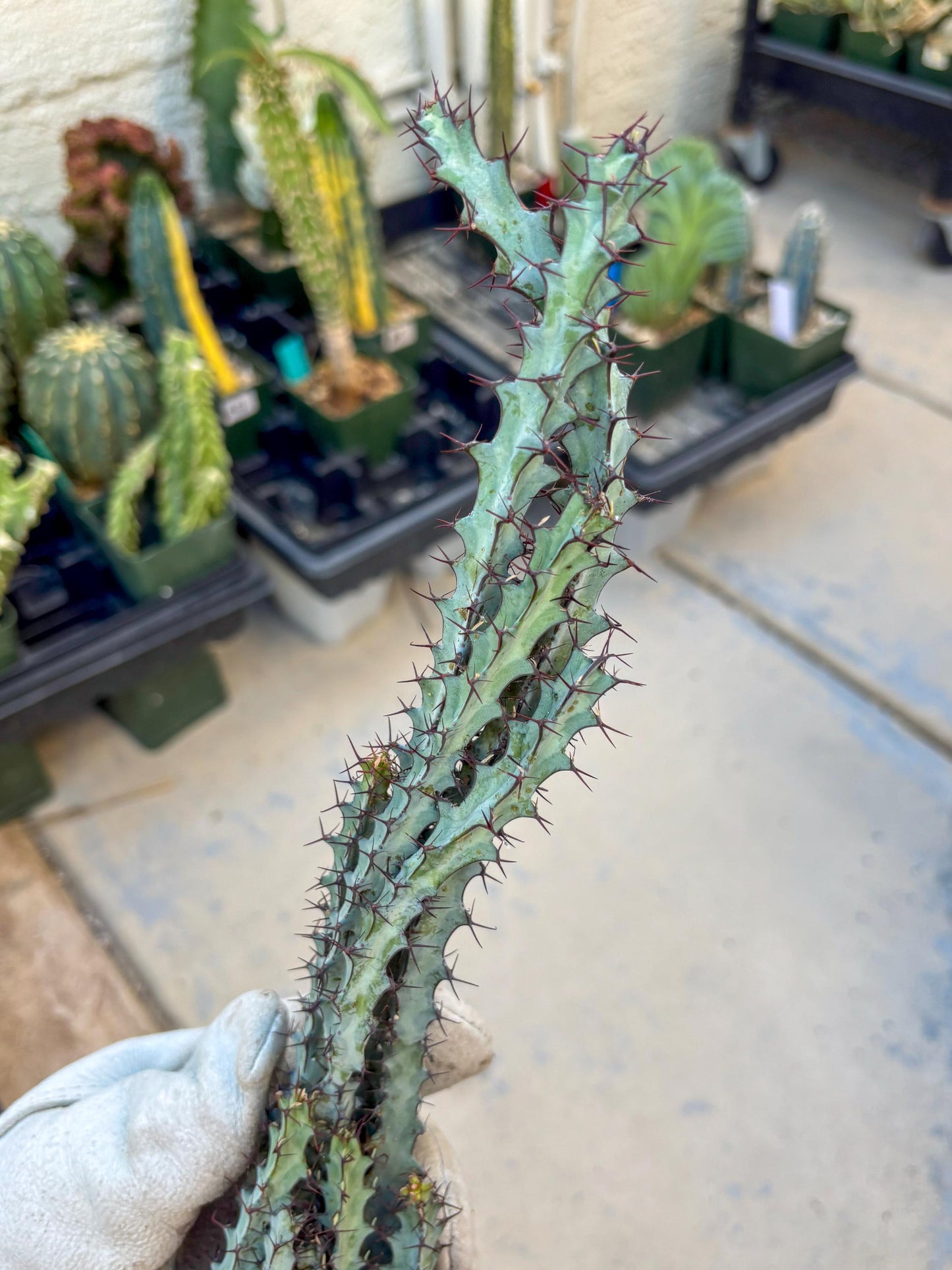 euphorbia greenwayi Cluster (#2) | Imported Cactus