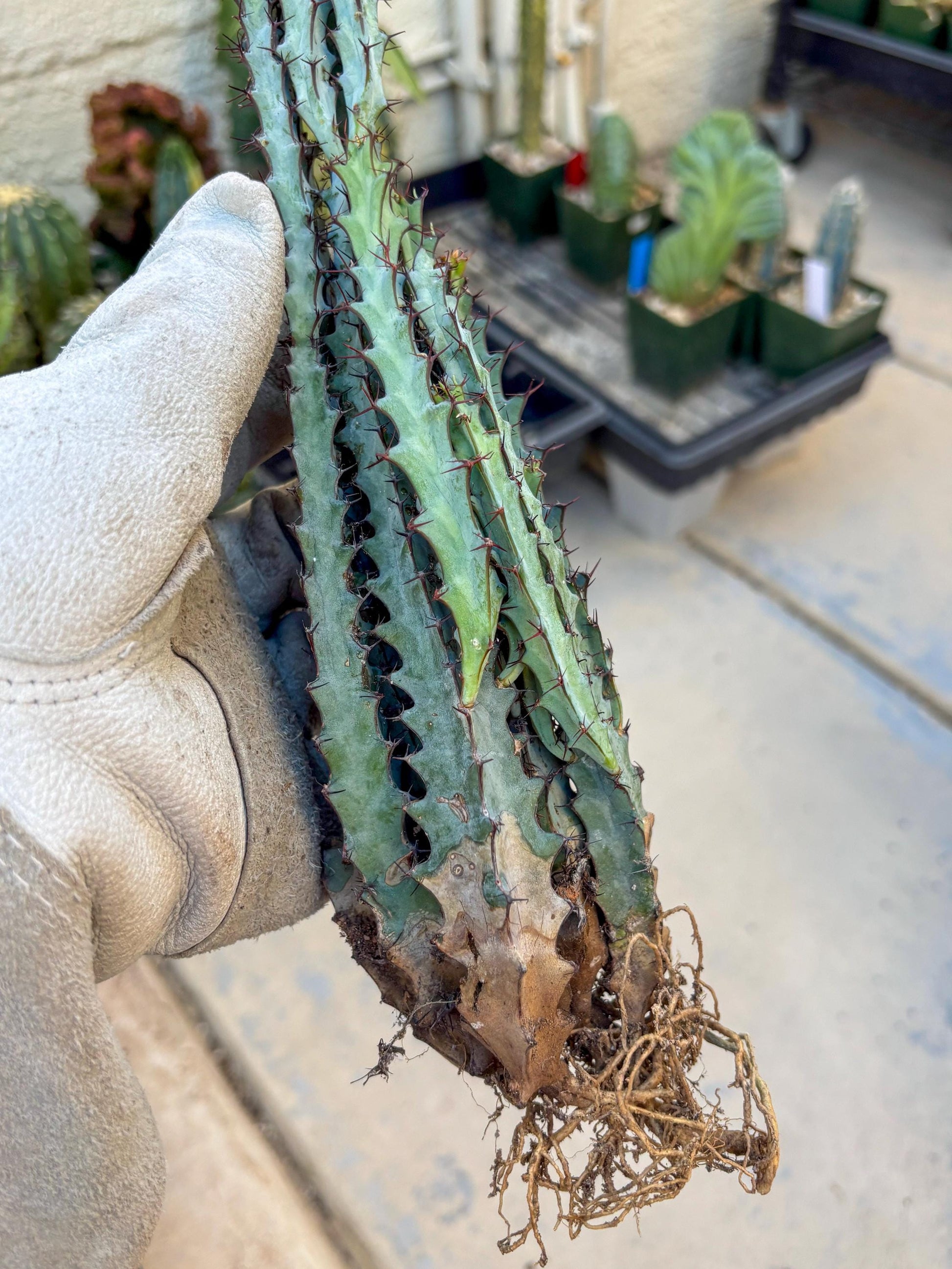 euphorbia greenwayi Cluster (#2) | Imported Cactus