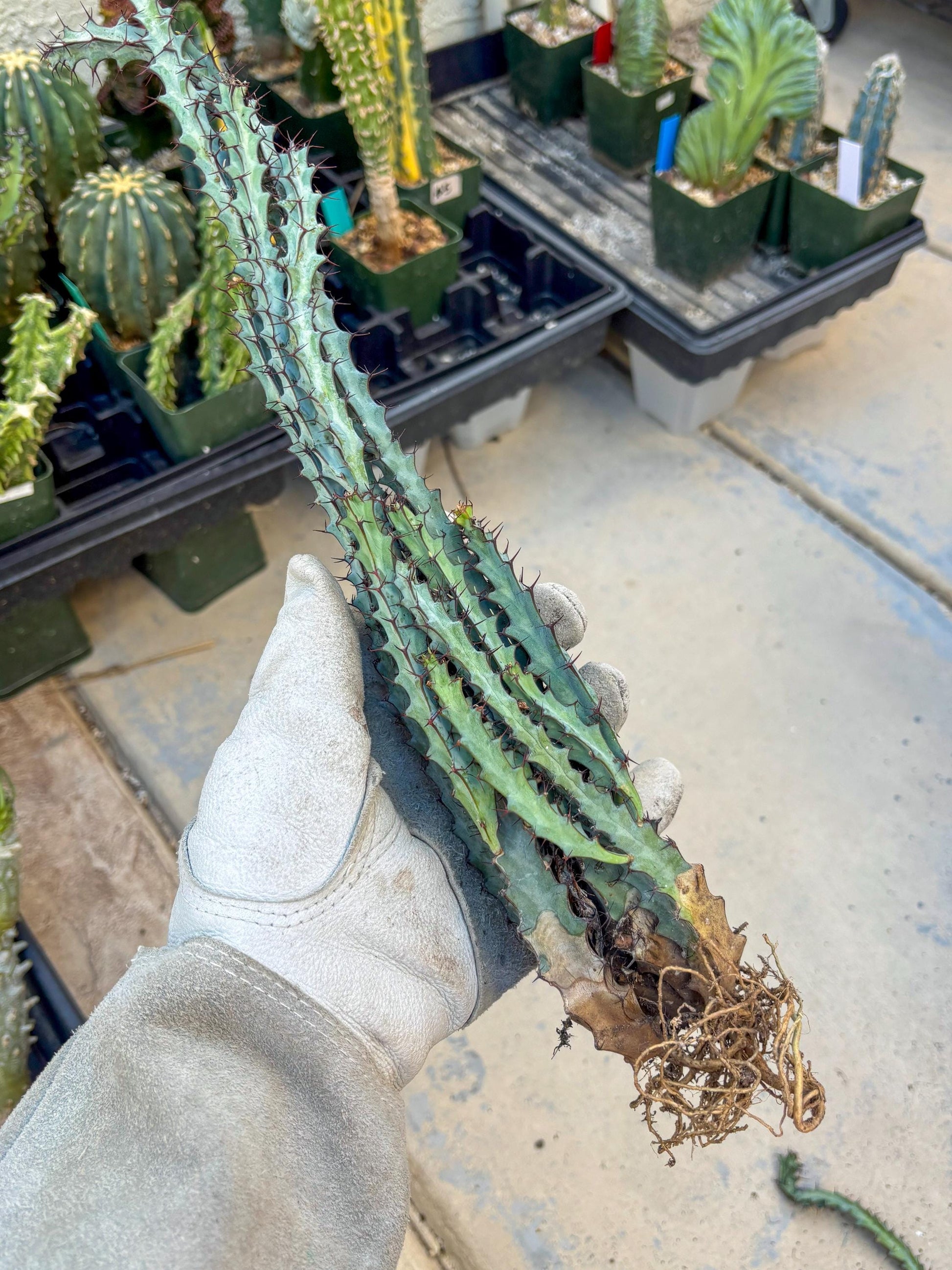 euphorbia greenwayi Cluster (#2) | Imported Cactus