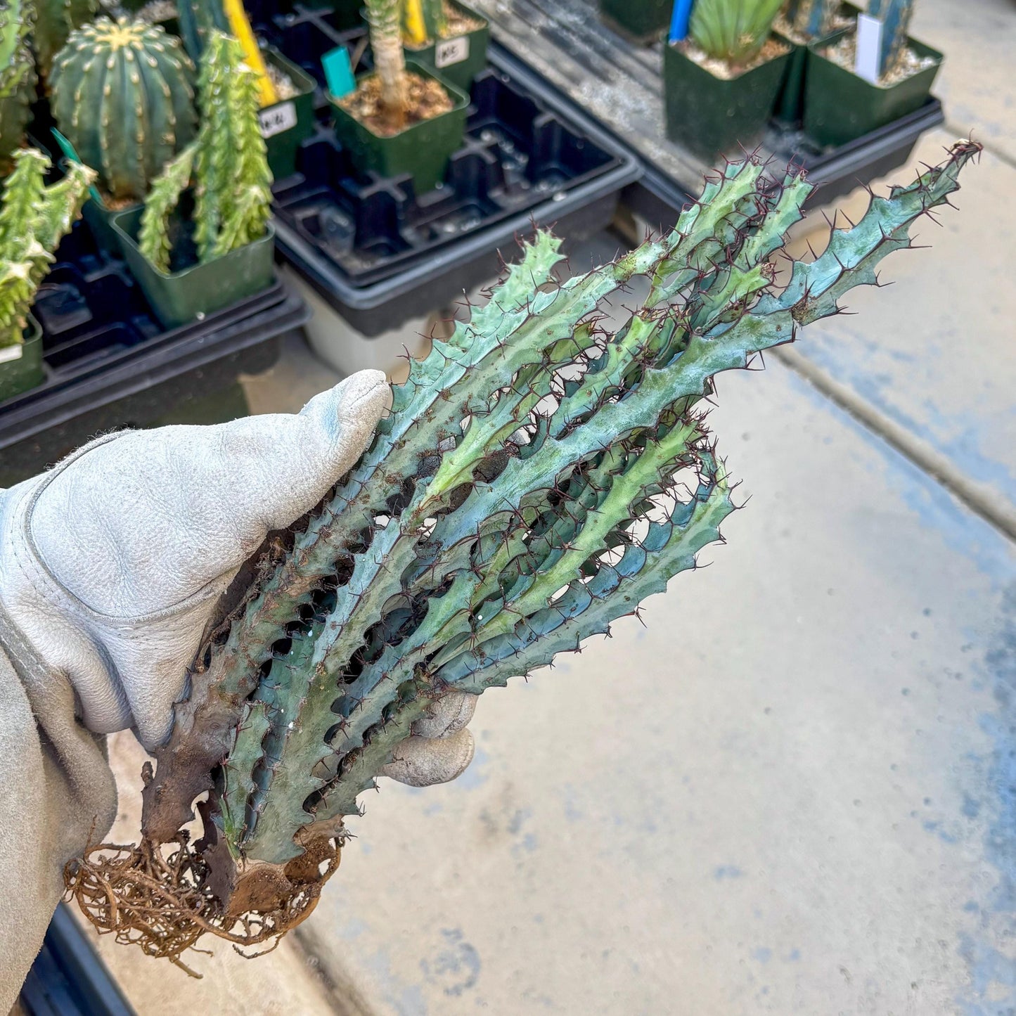 euphorbia greenwayi Cluster (#1) | Imported Cactus