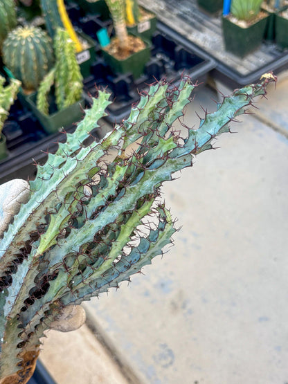 euphorbia greenwayi Cluster (#1) | Imported Cactus