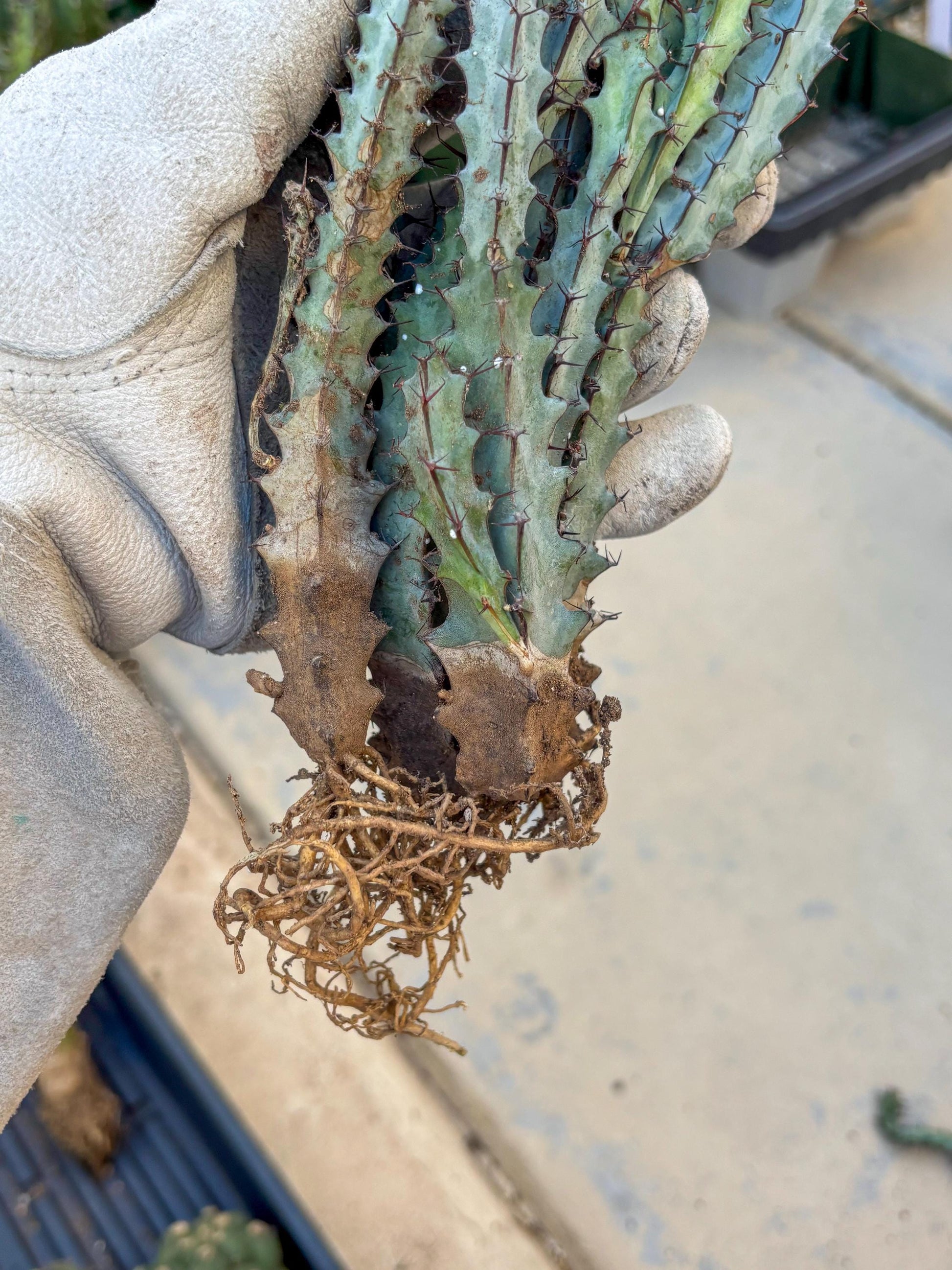 euphorbia greenwayi Cluster (#1) | Imported Cactus