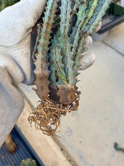 euphorbia greenwayi Cluster (#1) | Imported Cactus