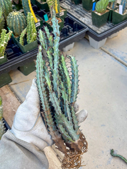 euphorbia greenwayi Cluster (#1) | Imported Cactus