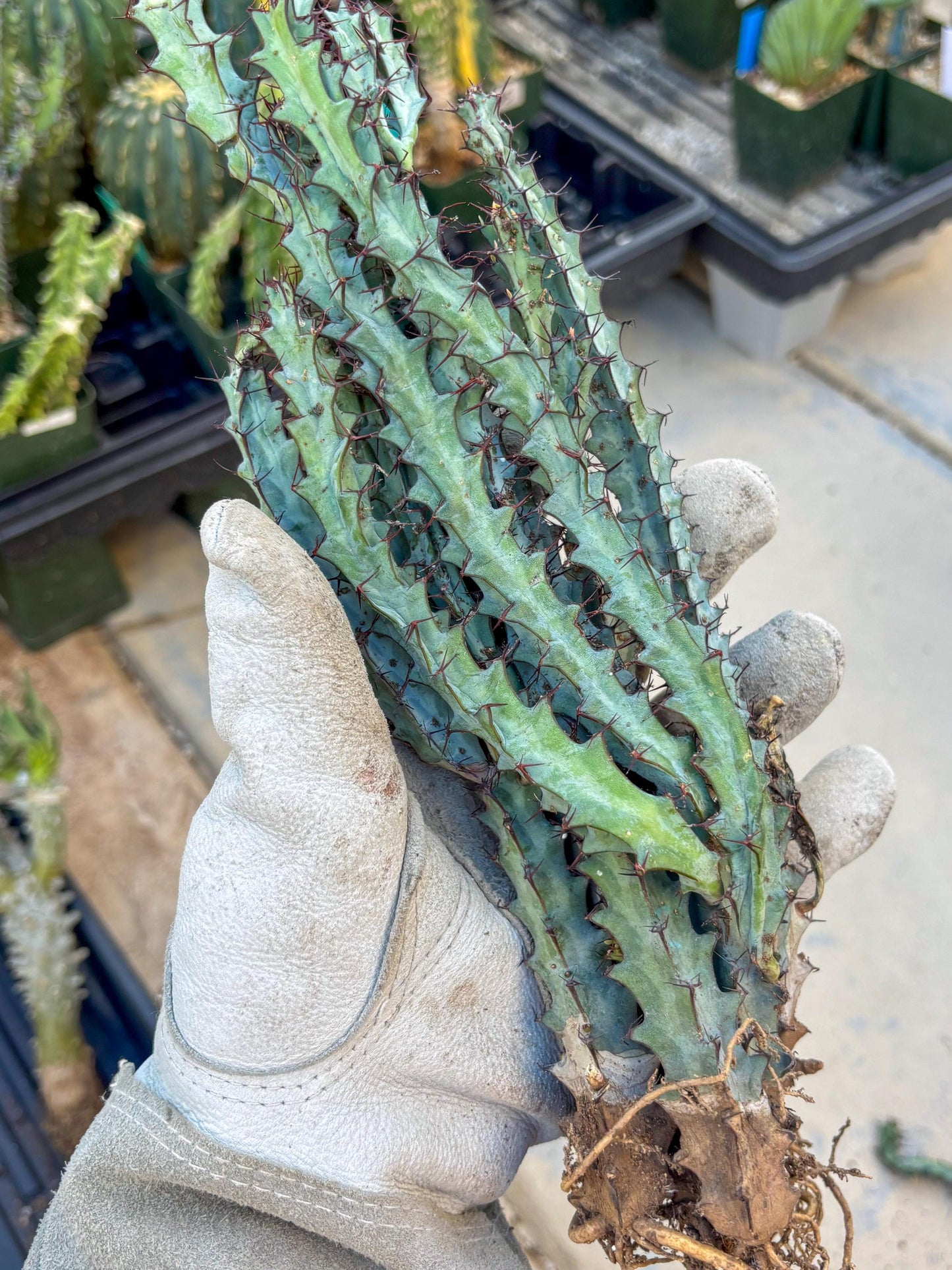euphorbia greenwayi Cluster (#1) | Imported Cactus