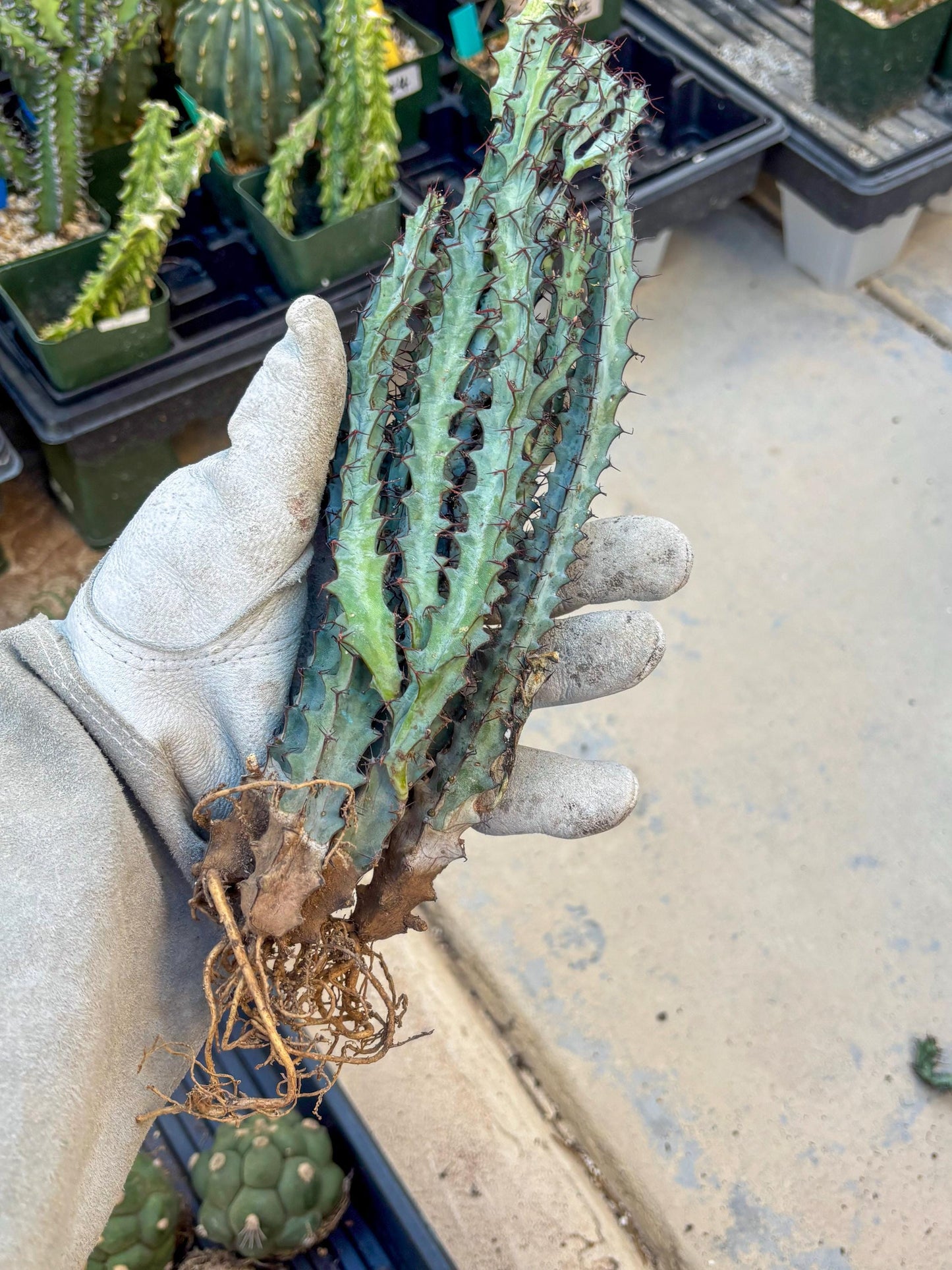 euphorbia greenwayi Cluster (#1) | Imported Cactus