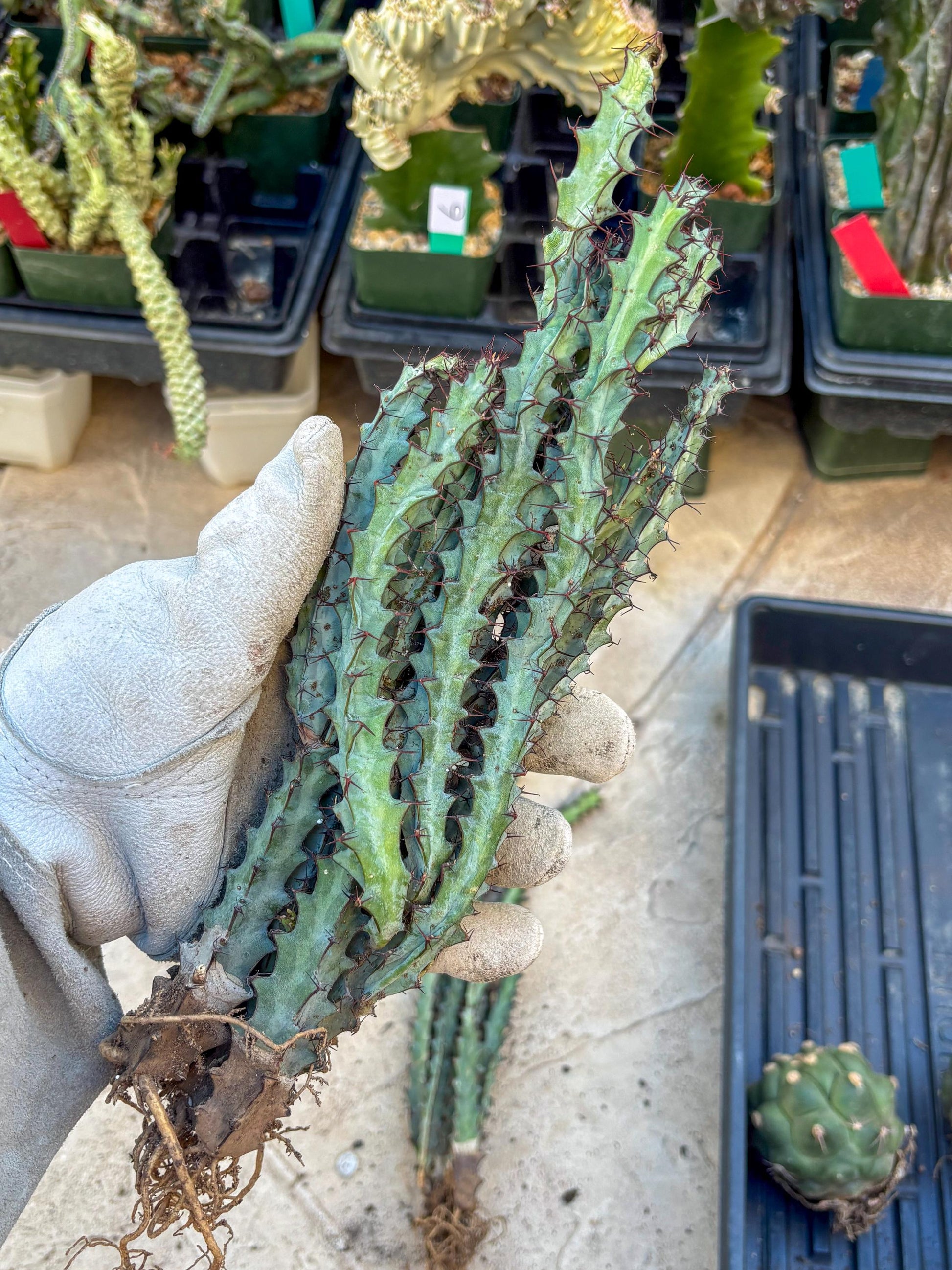 euphorbia greenwayi Cluster (#1) | Imported Cactus