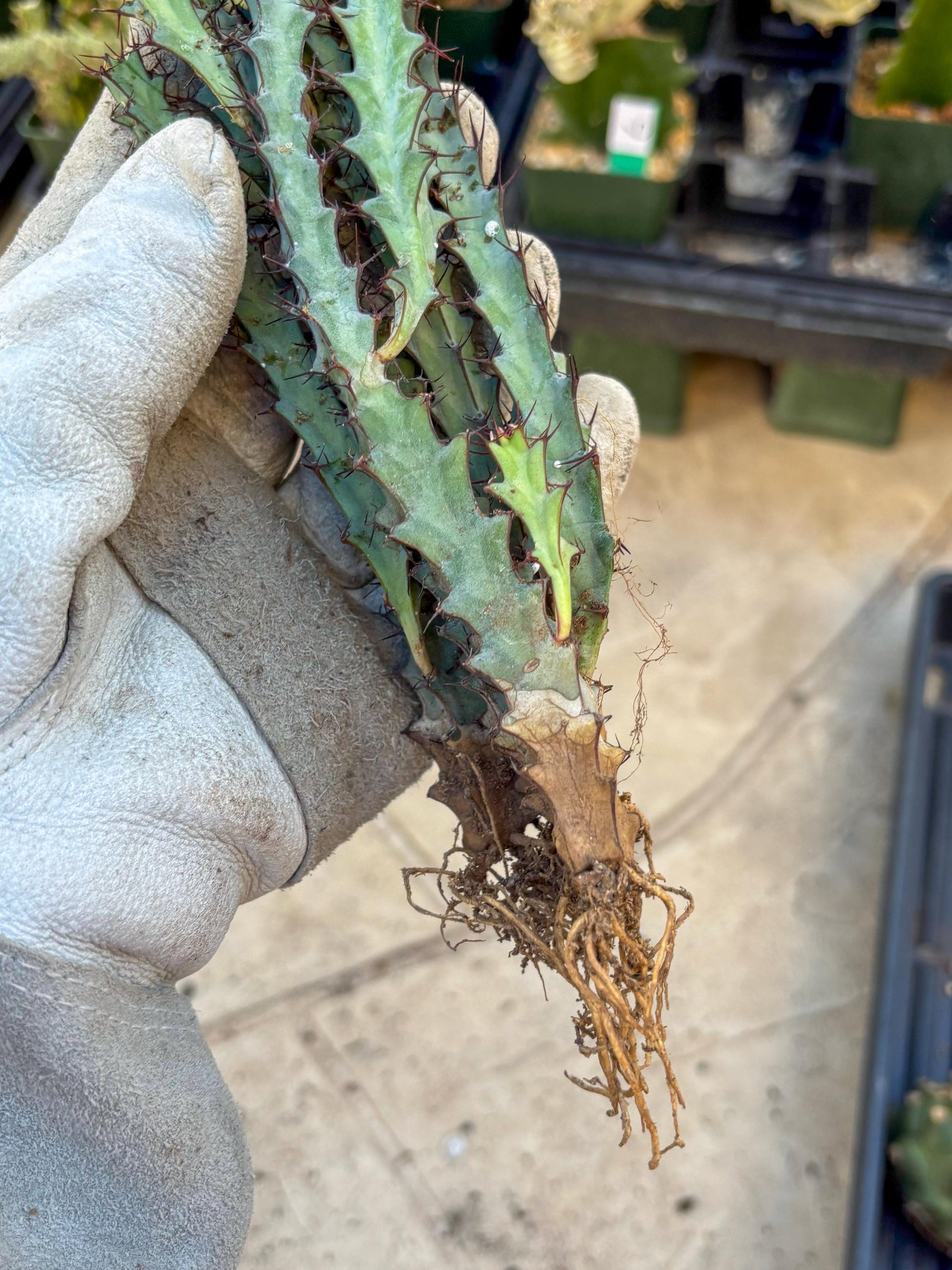 euphorbia greenwayi Cluster (Orange) | Imported Cactus
