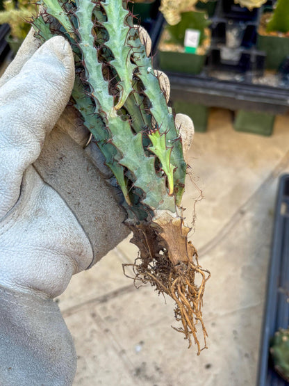 euphorbia greenwayi Cluster (Orange) | Imported Cactus