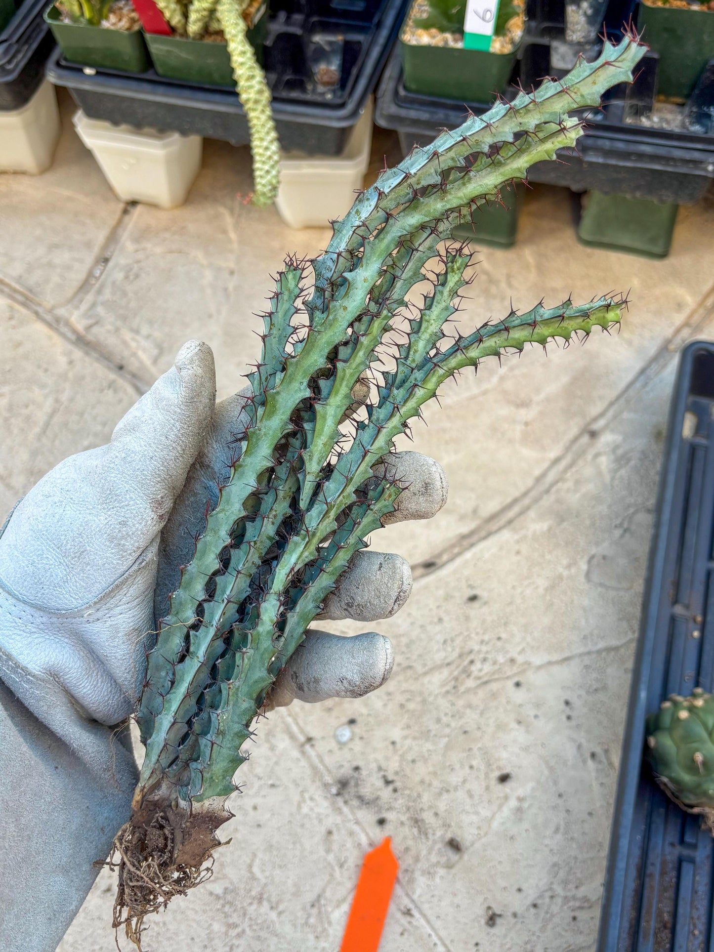 euphorbia greenwayi Cluster (Orange) | Imported Cactus