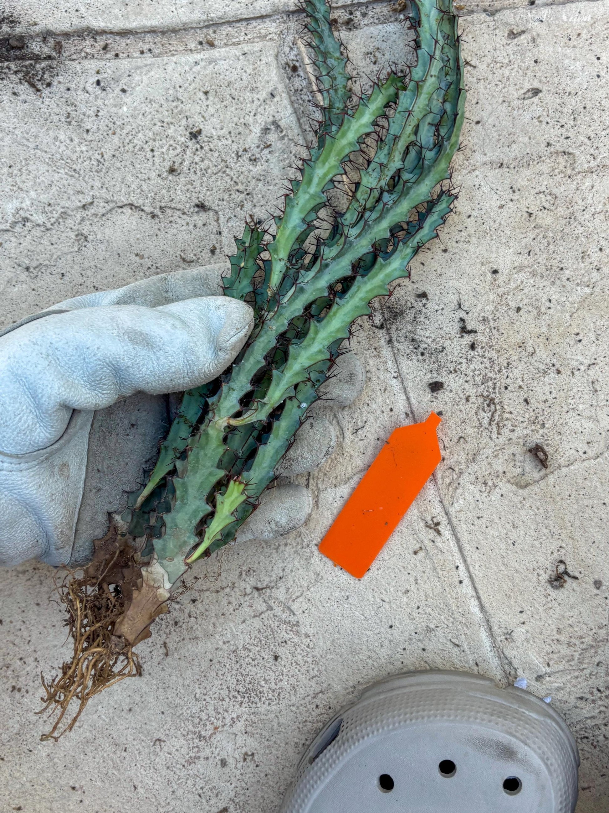 euphorbia greenwayi Cluster (Orange) | Imported Cactus