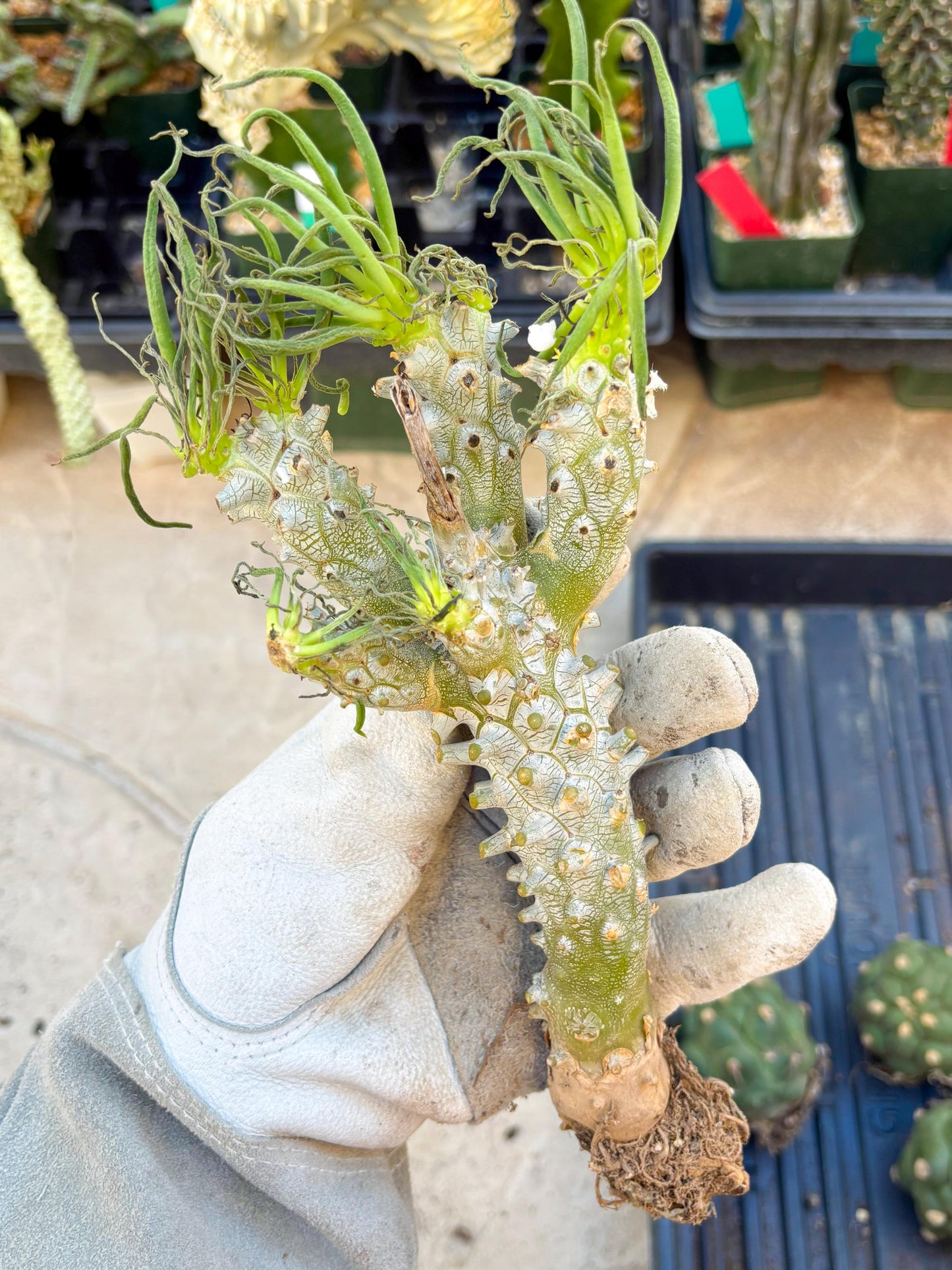 Tyylecodoon waallichhii (Green) | Very Rare Plants