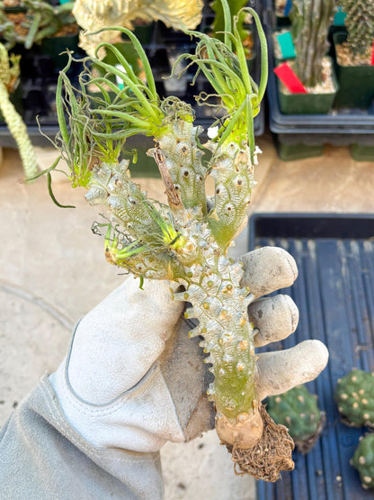 Tyylecodoon waallichhii (Green) | Very Rare Plants