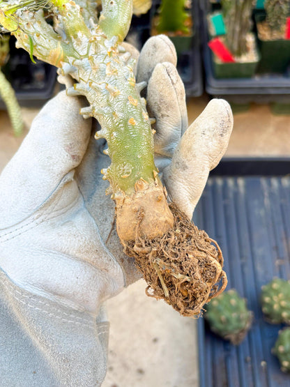 Tyylecodoon waallichhii (Green) | Very Rare Plants