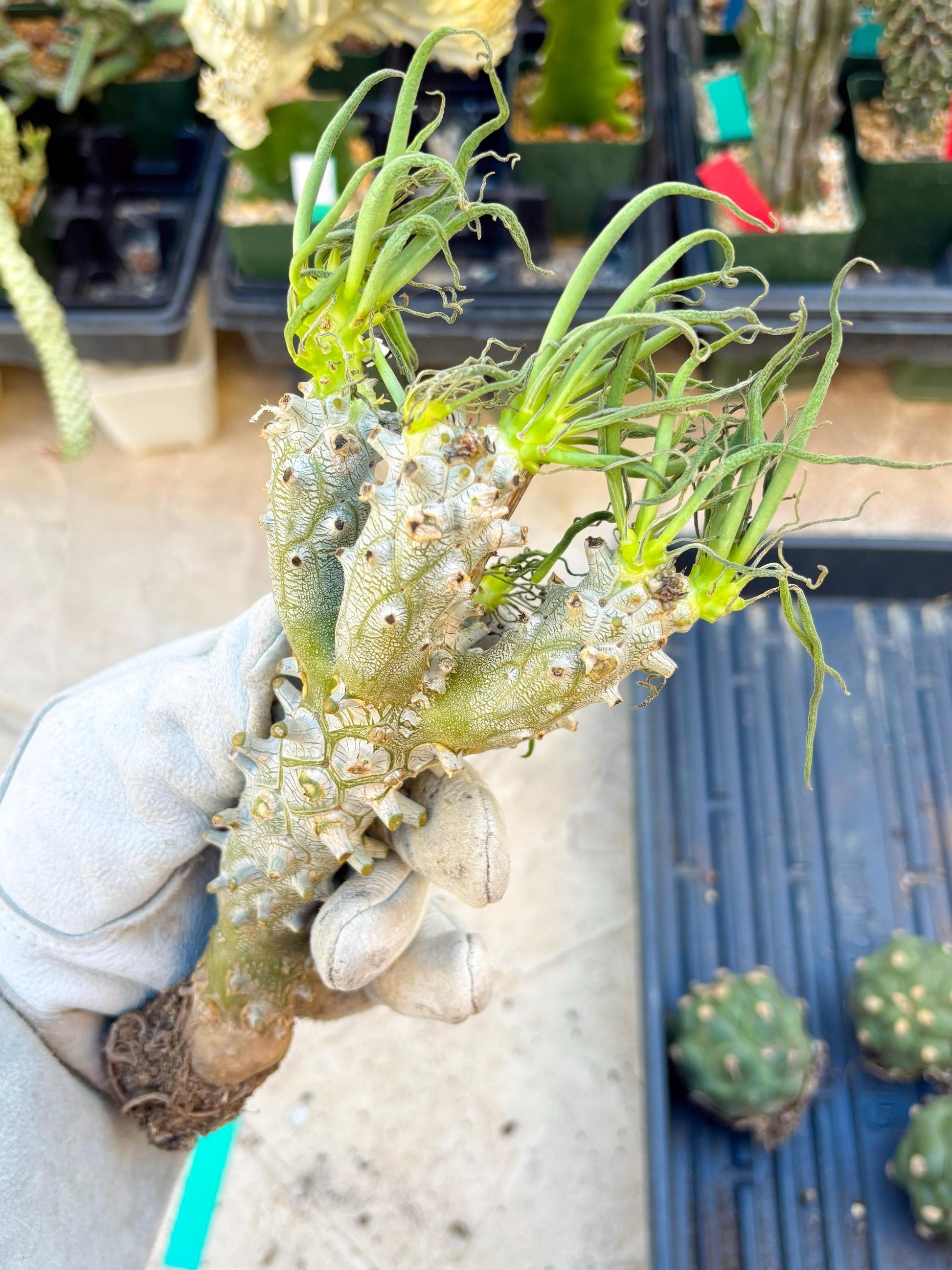 Tyylecodoon waallichhii (Green) | Very Rare Plants