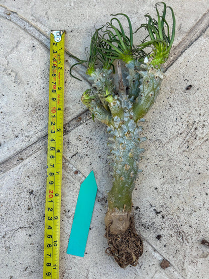 Tyylecodoon waallichhii (Green) | Very Rare Plants