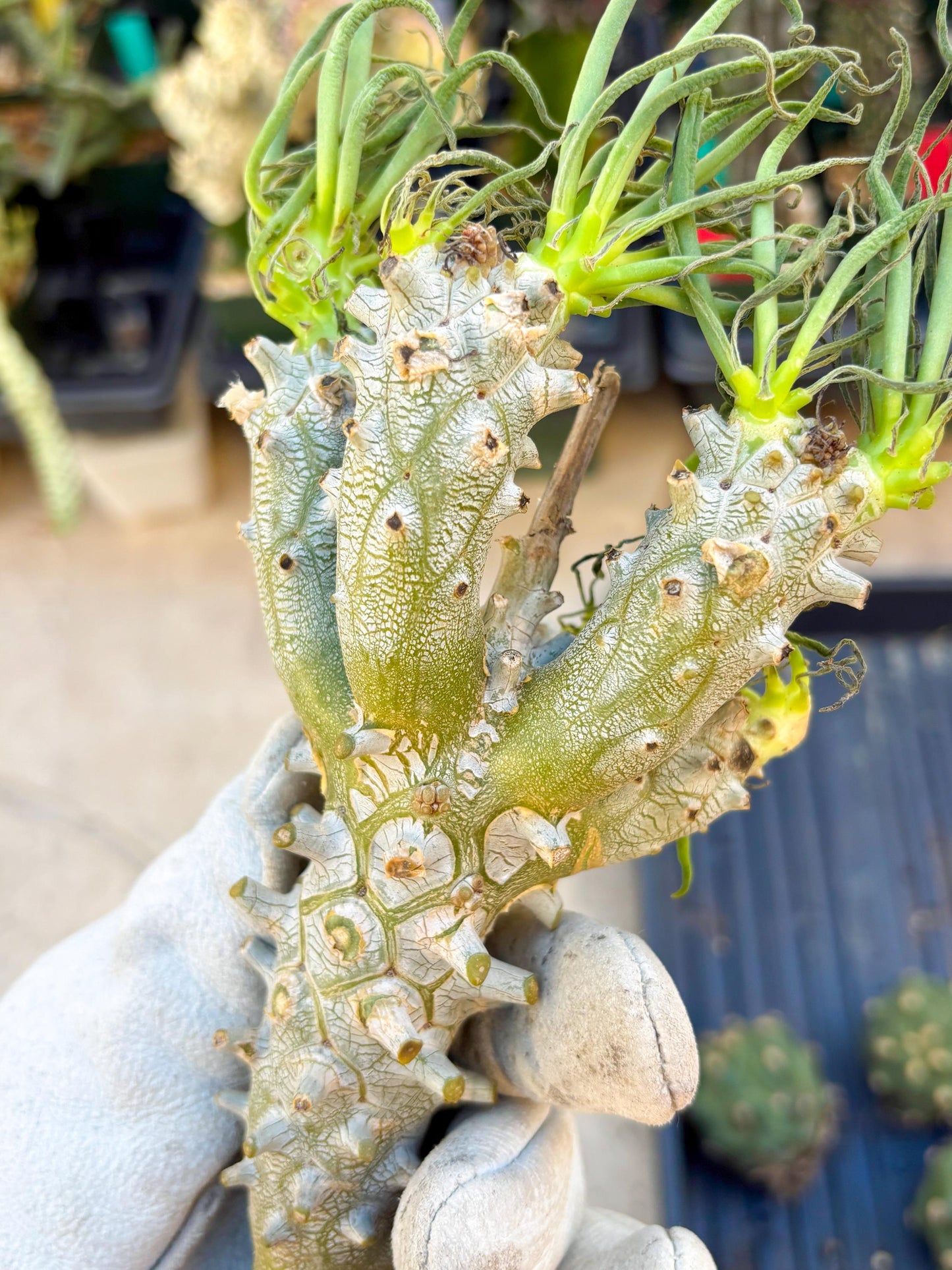 Tyylecodoon waallichhii (Green) | Very Rare Plants