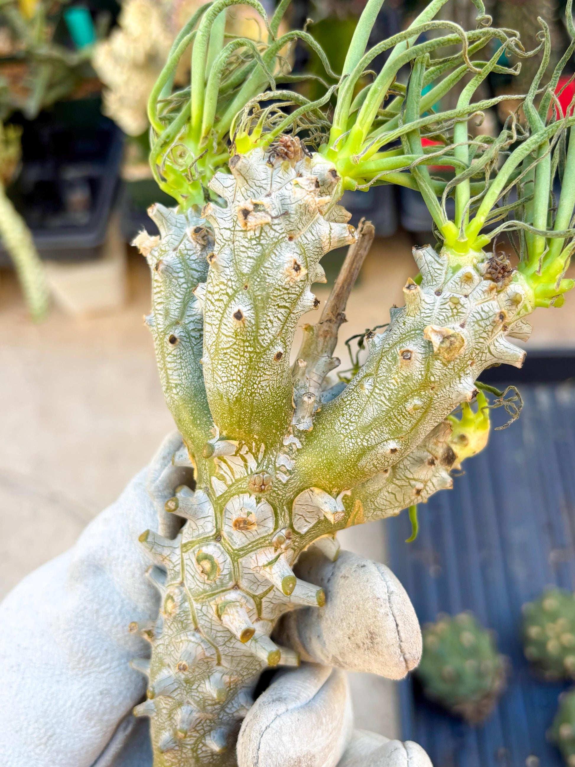 Tyylecodoon waallichhii (Green) | Very Rare Plants