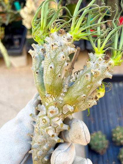 Tyylecodoon waallichhii (Green) | Very Rare Plants