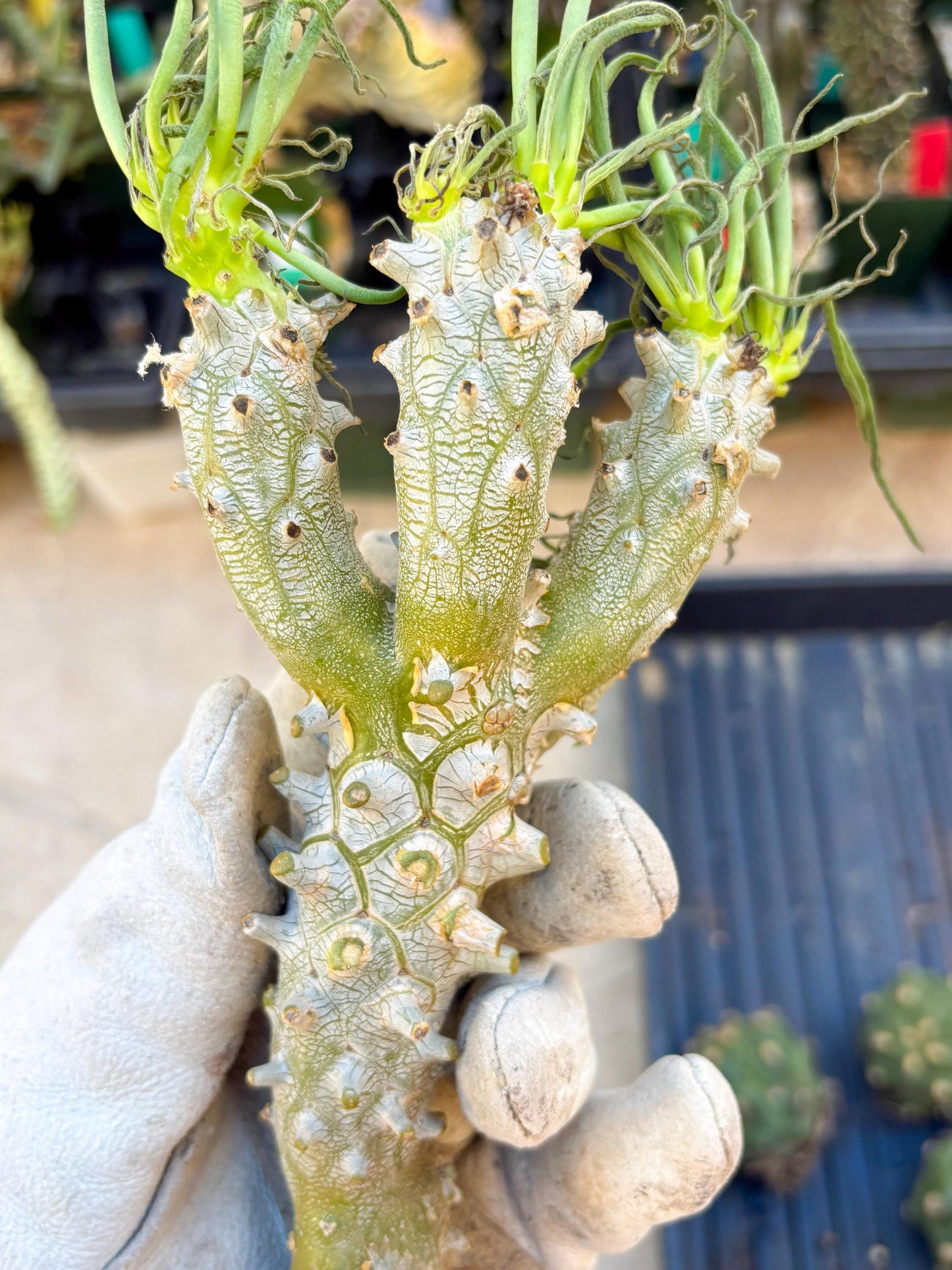 Tyylecodoon waallichhii (Green) | Very Rare Plants