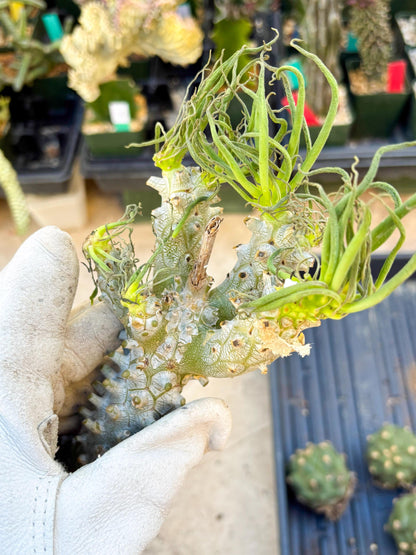 Tyylecodoon waallichhii (Green) | Very Rare Plants