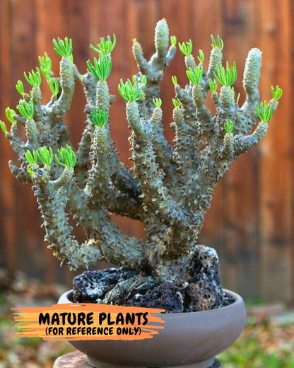 Tyylecodoon waallichhii (Green) | Very Rare Plants