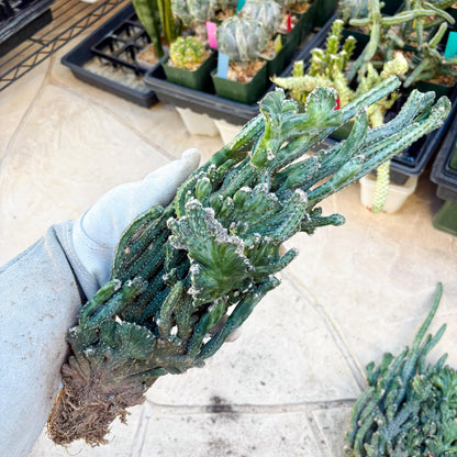 Bizarre Monvillea spegazzinii cristata (Yellow) | Little Scars