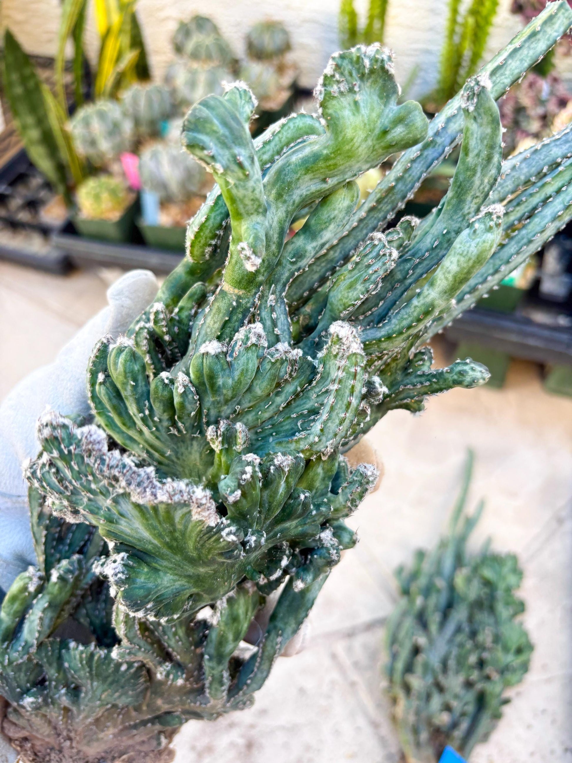 Bizarre Monvillea spegazzinii cristata (Yellow) | Little Scars